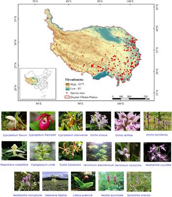 Richness and distribution of endangered orchid species under different climate scenarios on the Qinghai-Tibetan Plateau